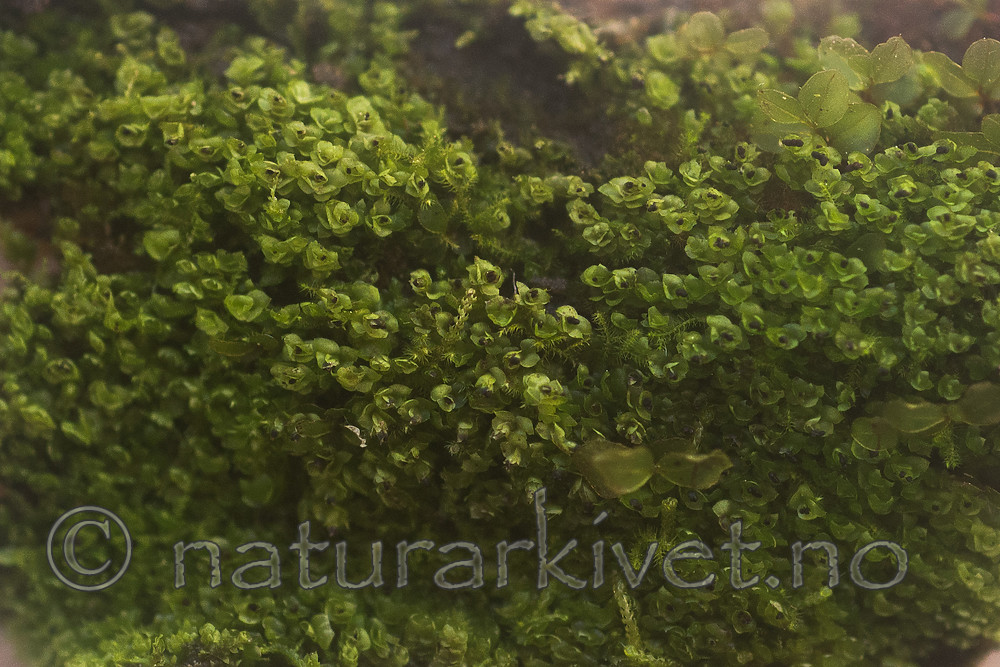 SIG_7828 / Scapania apiculata / Fakkeltvebladmose