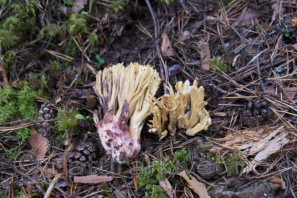 SIG_7911 / Ramaria sanguinea / Blodflekkorallsopp