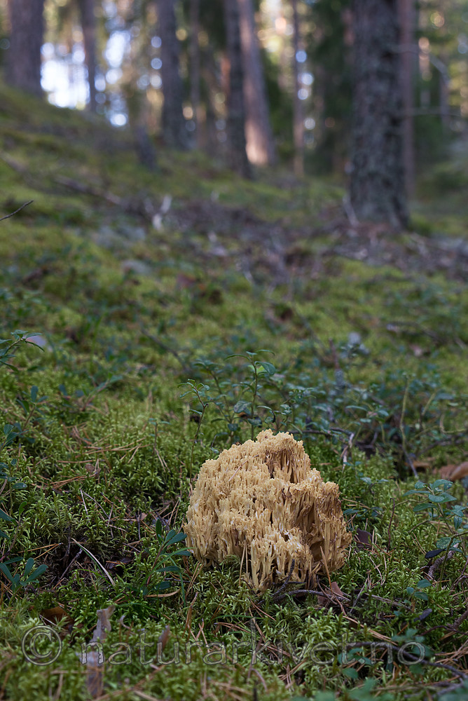 SIG_7916 / Ramaria sanguinea / Blodflekkorallsopp