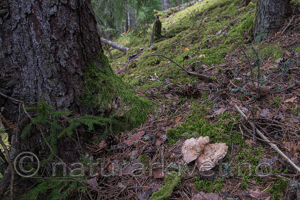 SIG_7954 / Sarcodon pseudoglaucopus