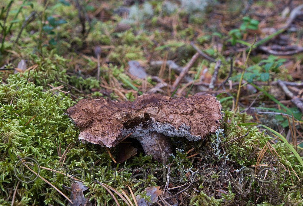 SIG_7996 / Sarcodon pseudoglaucopus