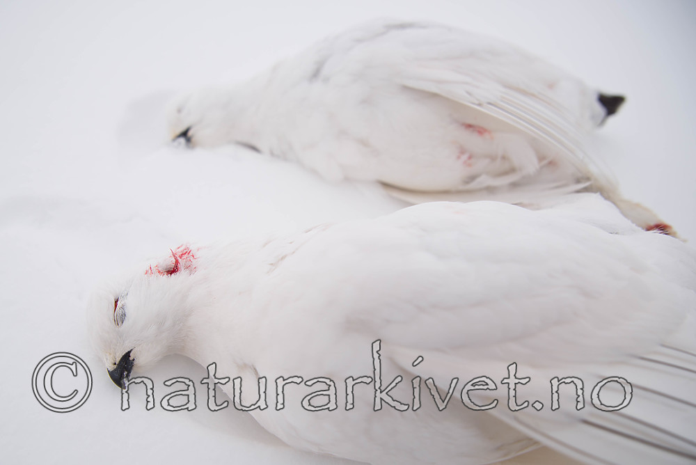 SIG_8636 / Lagopus lagopus / Lirype