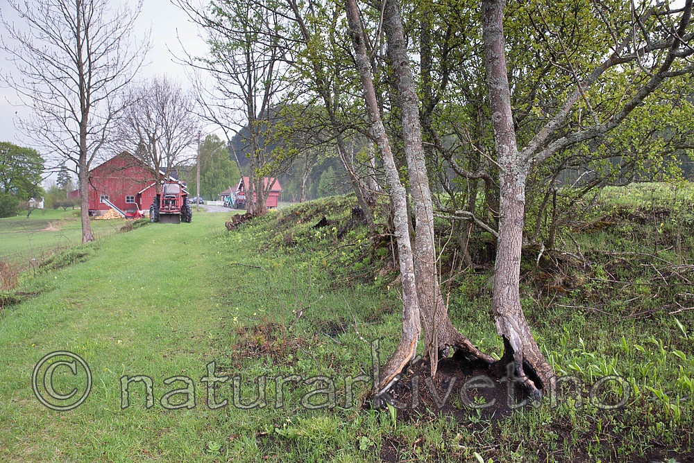 SIG_8858 / Fraxinus excelsior / Ask