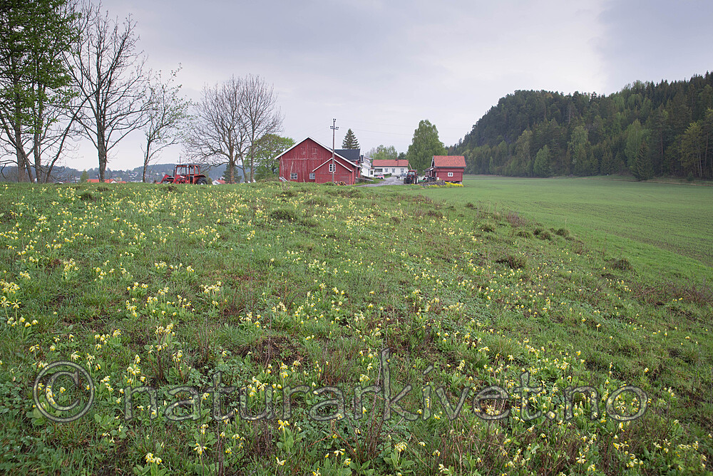 SIG_8860 / Primula veris / Marianøkleblom
