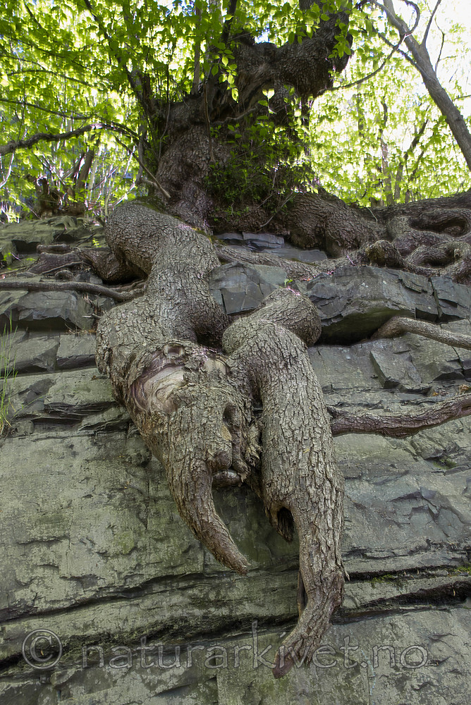 SIG_8881 / Ulmus glabra / Alm