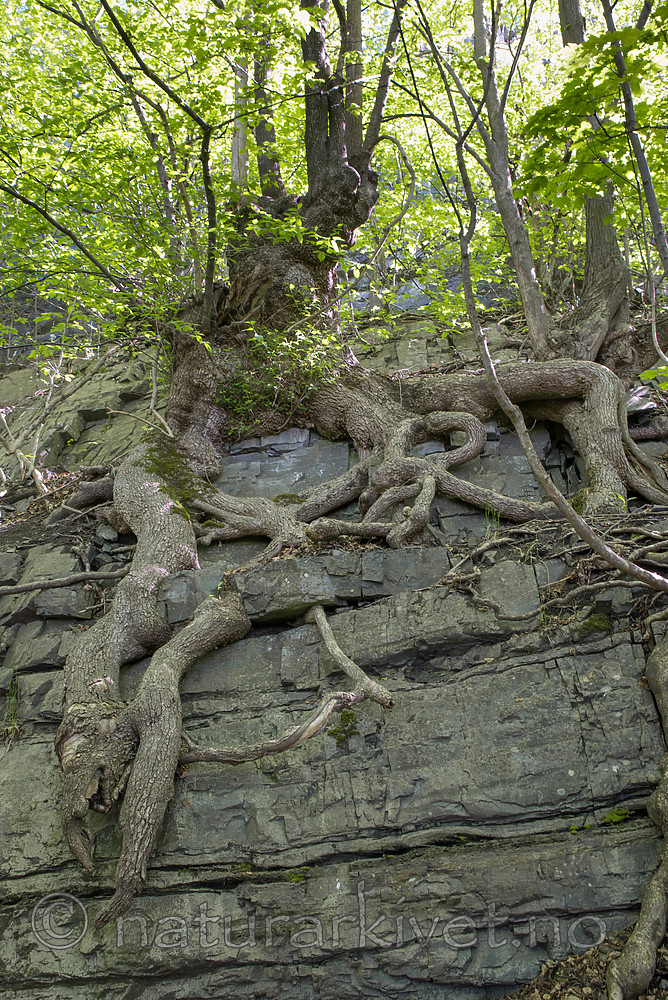 SIG_8895 / Ulmus glabra / Alm