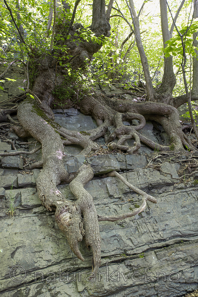 SIG_8902 / Ulmus glabra / Alm