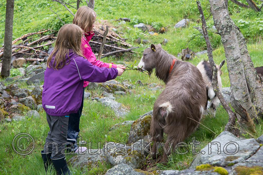 SIG_8926 / Capra hircus / Geit