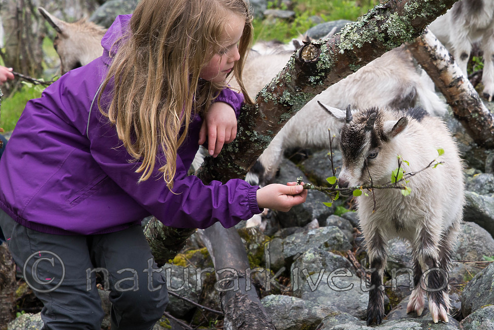 SIG_8948 / Capra hircus / Geit