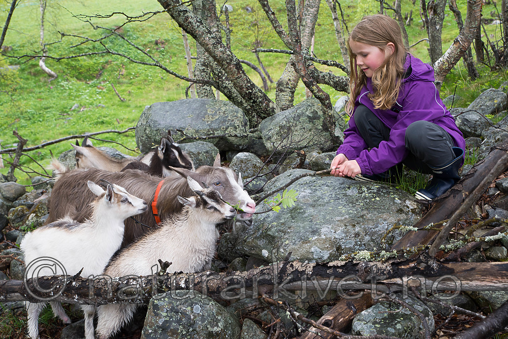 SIG_8964 / Capra hircus / Geit