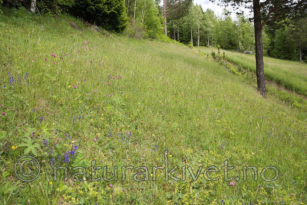 SIG_8971 / Polygala vulgaris / Blåfjær