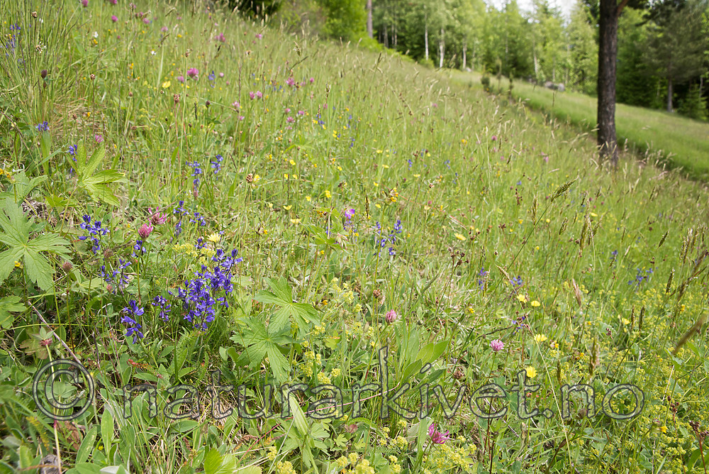 SIG_8974 / Polygala vulgaris / Blåfjær