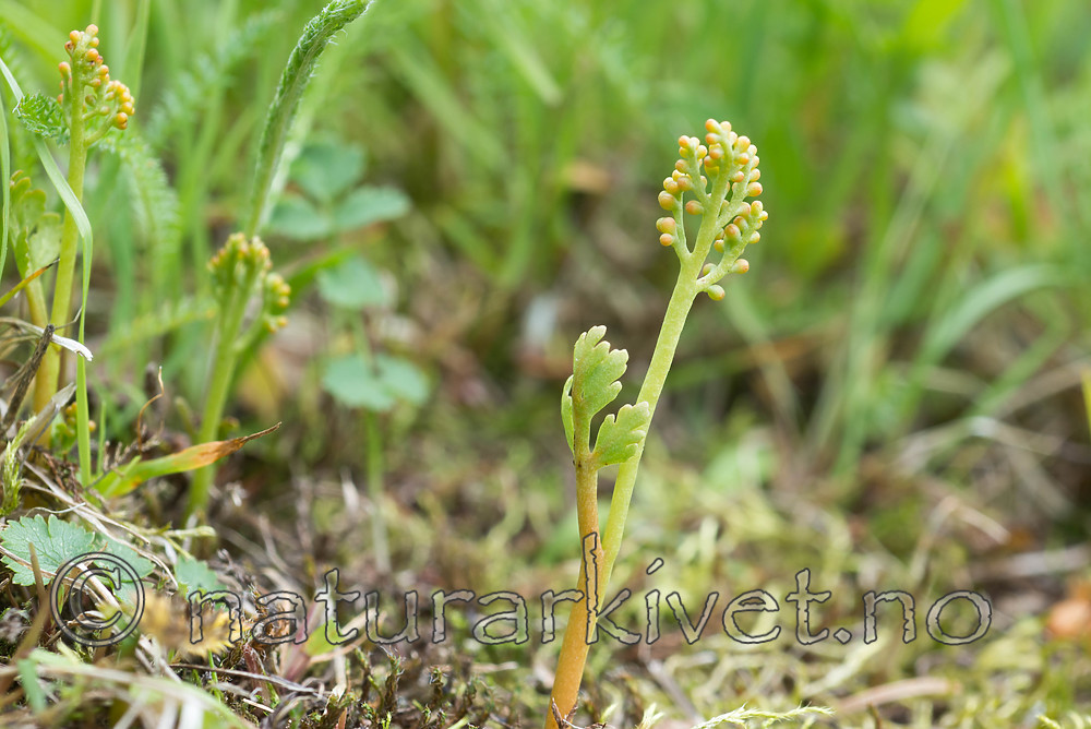 SIG_9014 / Botrychium matricariifolium / Huldrenøkkel