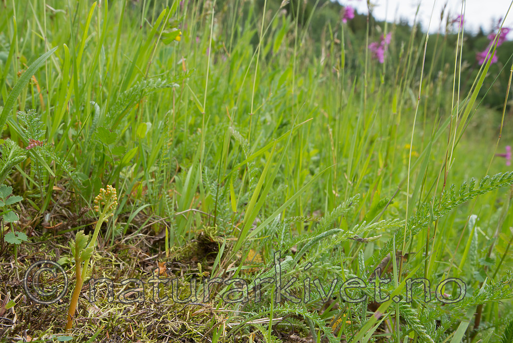 SIG_9029 / Botrychium matricariifolium / Huldrenøkkel