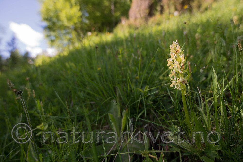 SIG_9149 / Dactylorhiza sambucina / Søstermarihand