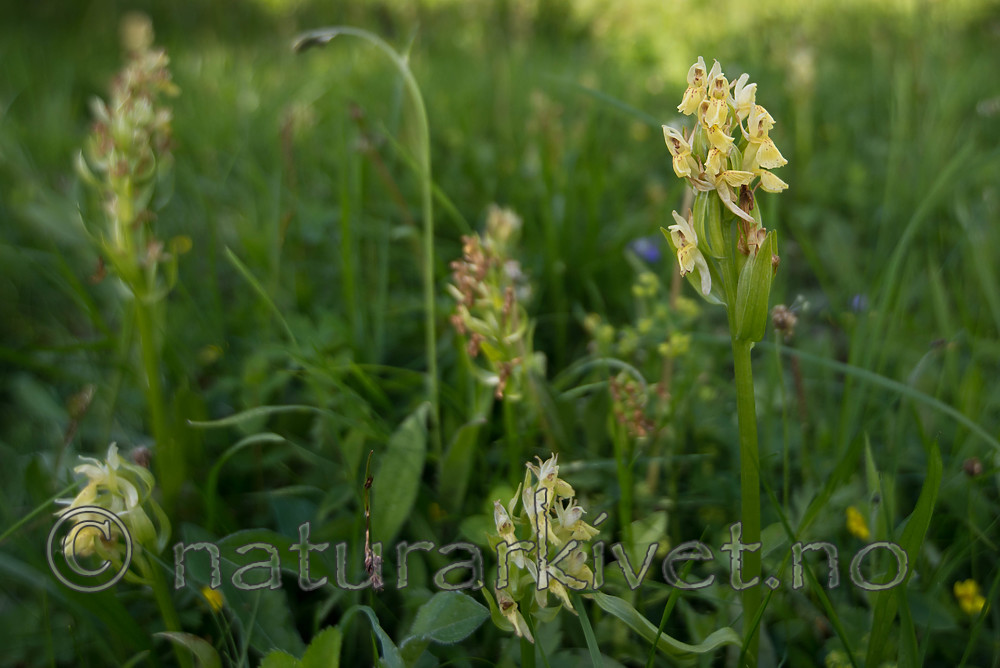SIG_9158 / Dactylorhiza sambucina / Søstermarihand
