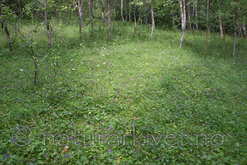 SIG_9206