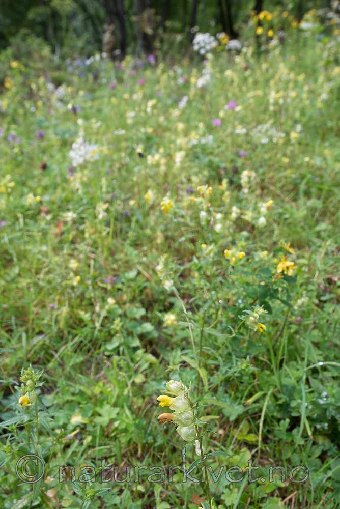 SIG_9216 / Rhinanthus angustifolius / Storengkall