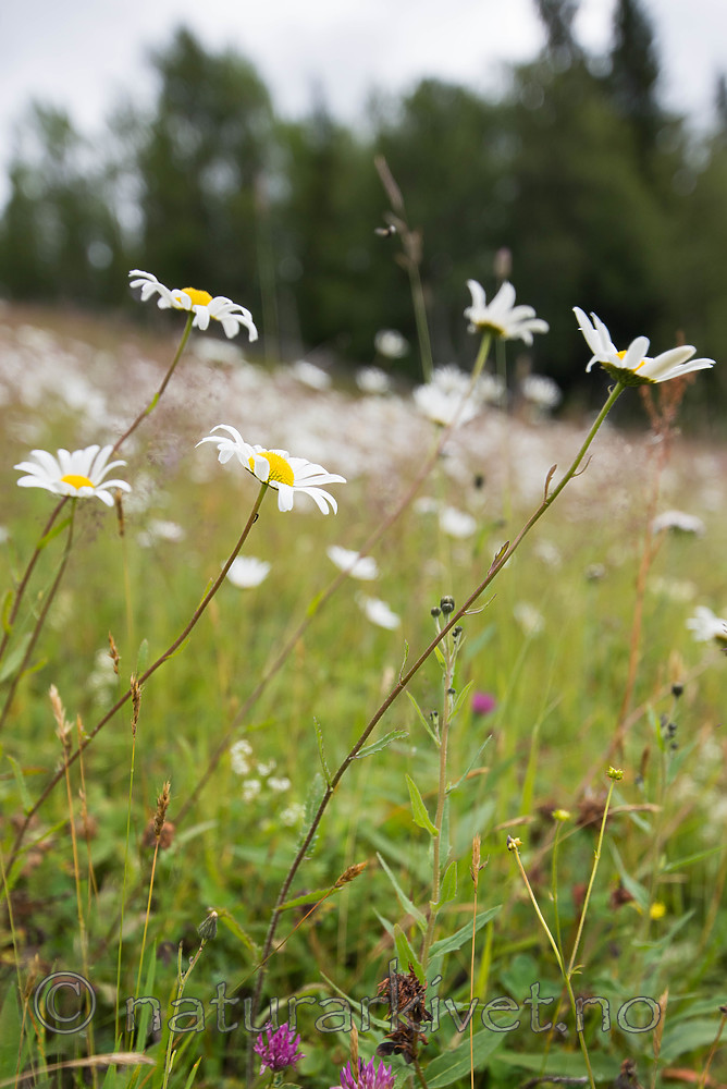 SIG_9336 / Leucanthemum vulgare / Prestekrage