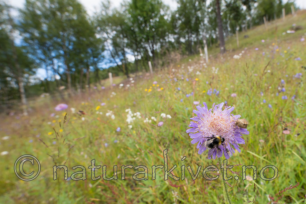 SIG_9348 / Bombus sylvestris / Markgjøkhumle