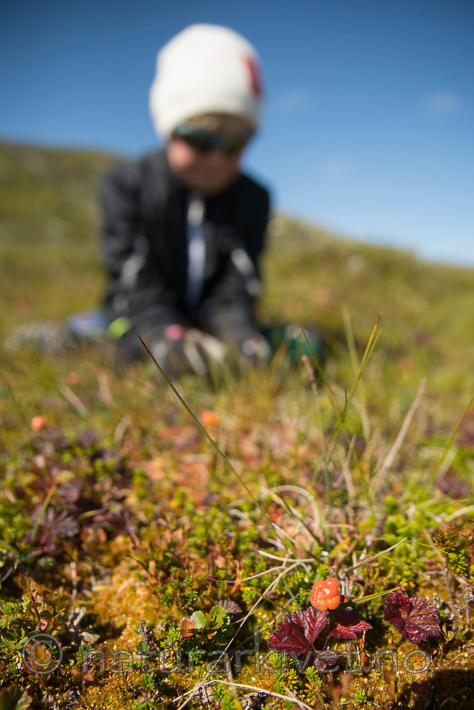 SIG_9464 / Rubus chamaemorus / Molte