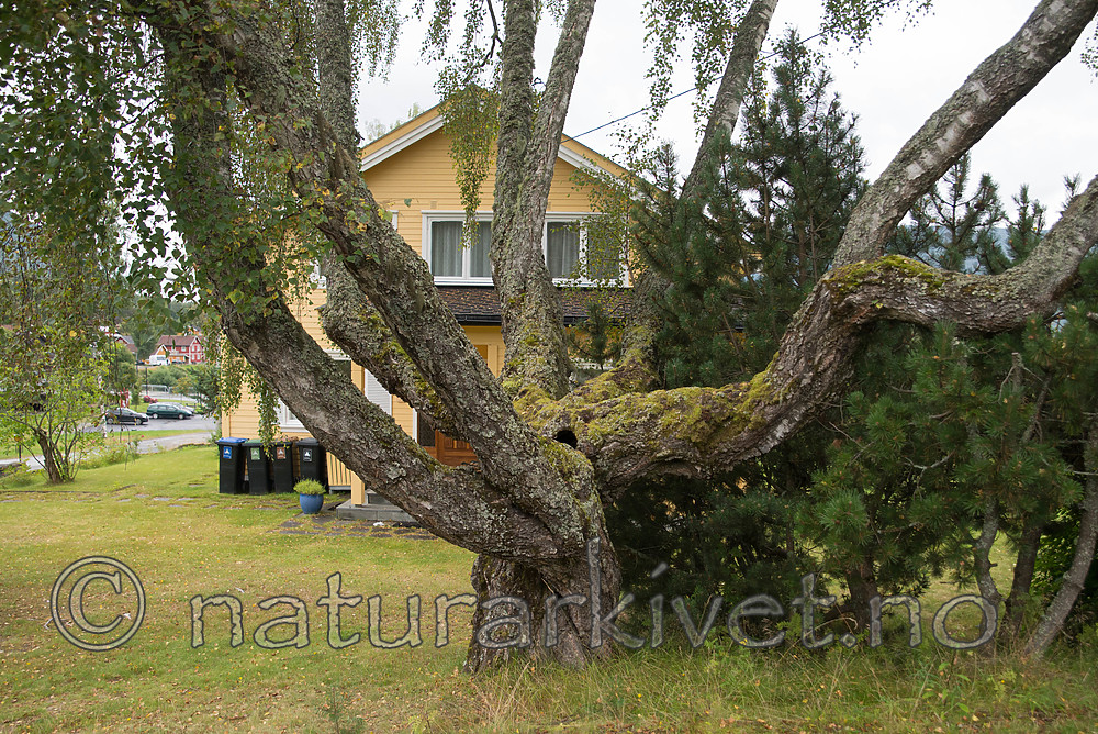 SIG_9678 / Betula pendula / Hengebjørk