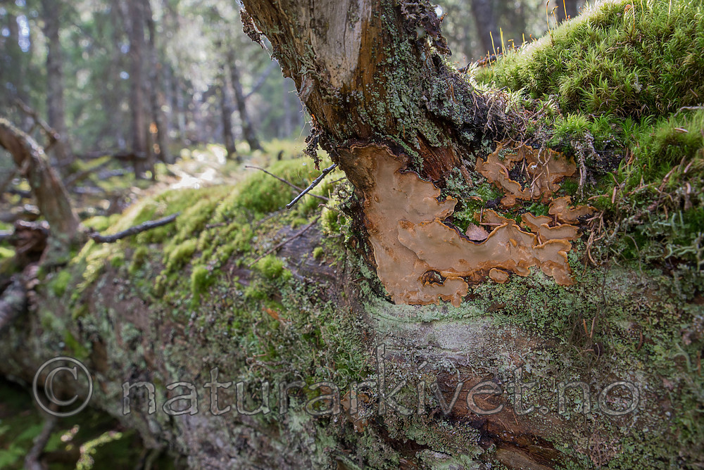 SIG_9713 / Phellinus nigrolimitatus / Svartsonekjuke