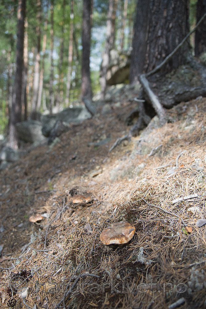 SIG_9825 / Tricholoma focale / Teglrød kragemusserong