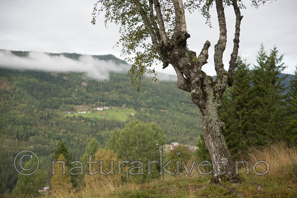 SIG_9952 / Betula pubescens pubescens / Dunbjørk