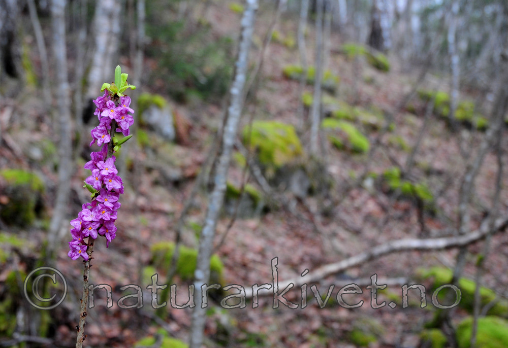 SIR_0175 / Daphne mezereum / Tysbast