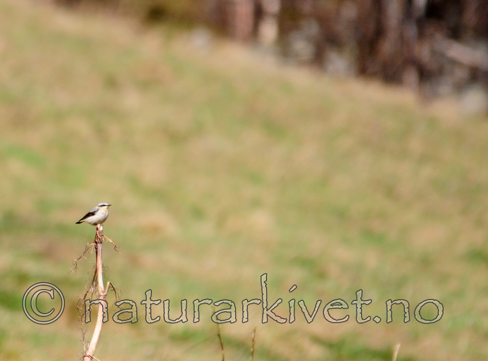 SIR_0270 / Oenanthe oenanthe / Steinskvett