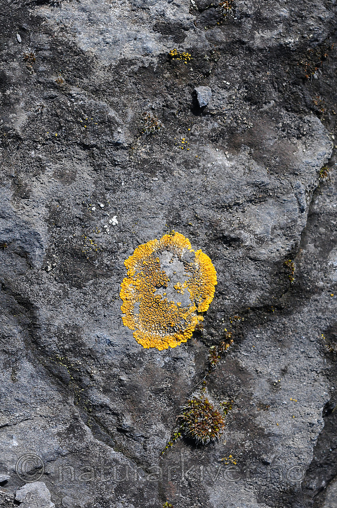 SIR_0288 / Variospora flavescens