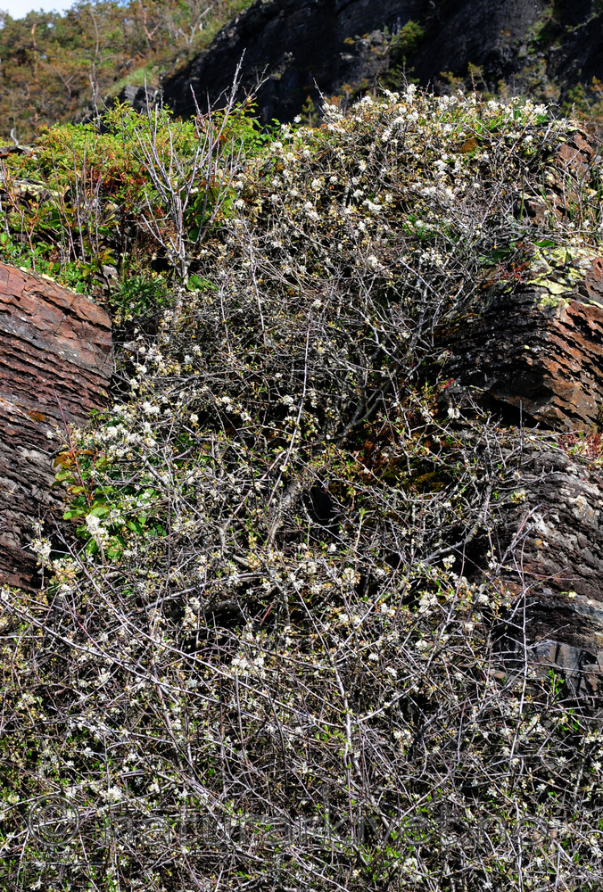 SIR_0308 / Prunus spinosa / Slåpetorn