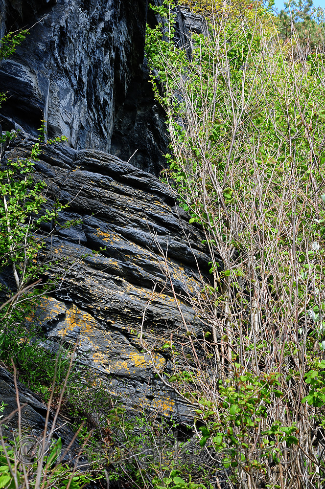 SIR_0312 / Variospora flavescens