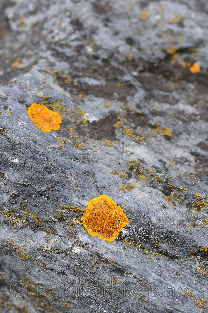 SIR_0317 / Variospora flavescens