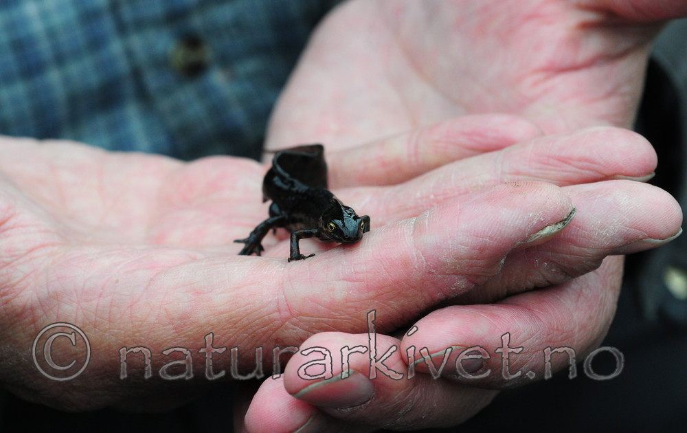 SIR_0447 / Lissotriton vulgaris / Småsalamander