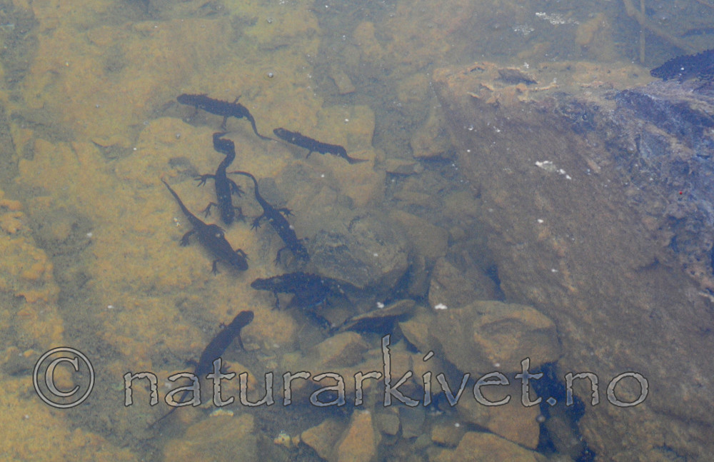 SIR_0474 / Lissotriton vulgaris / Småsalamander