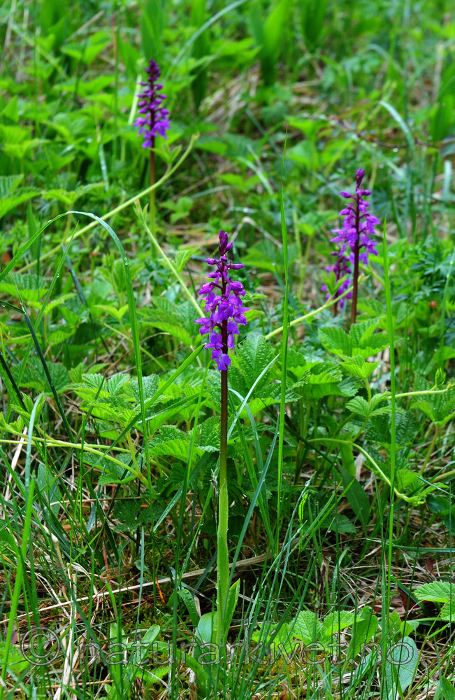 SIR_0490 / Orchis mascula / Vårmarihand