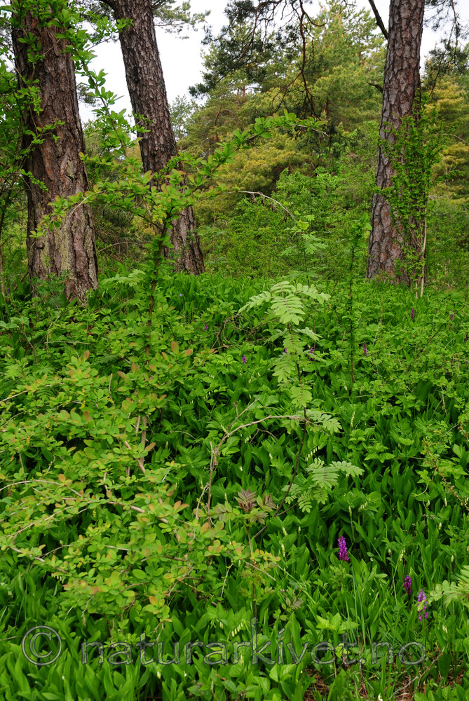 SIR_0504 / Orchis mascula / Vårmarihand