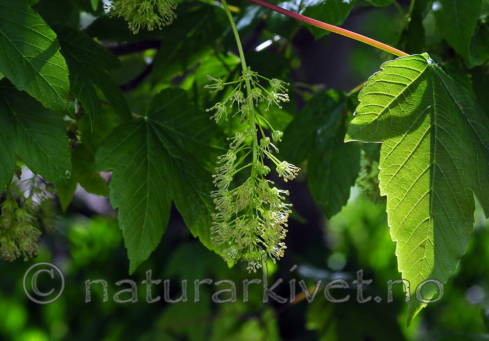 SIR_0576_2 / Acer pseudoplatanus / Platanlønn