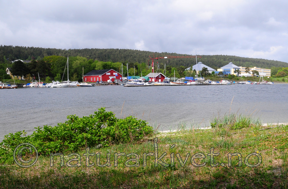 SIR_0604 / Rosa rugosa / Rynkerose