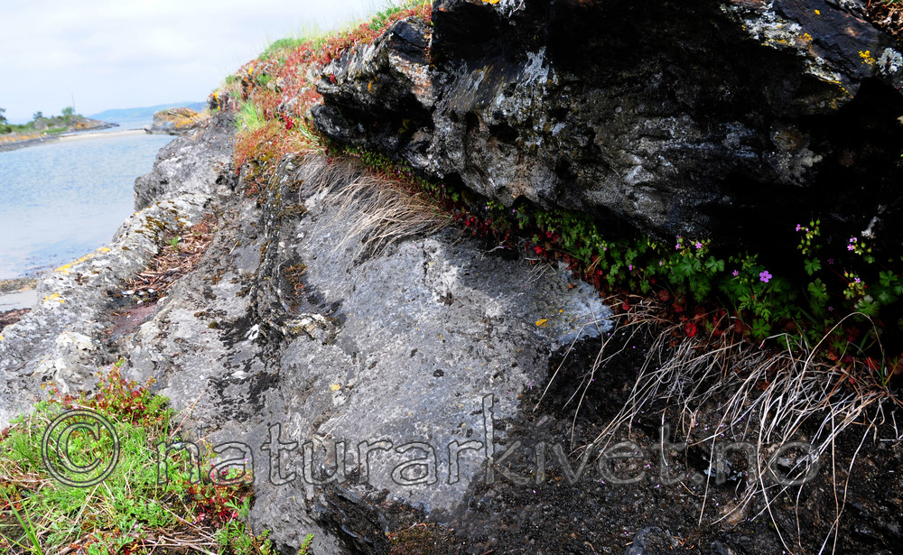 SIR_0634 / Geranium lucidum / Blankstorkenebb