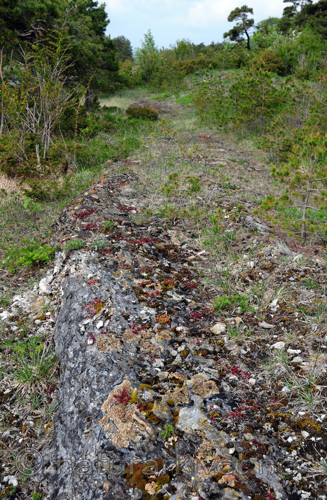 SIR_0657 / Squamarina cartilaginea