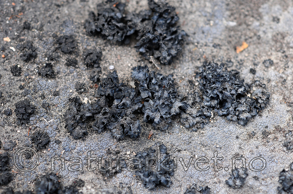 SIR_0674 / Thyrea confusa