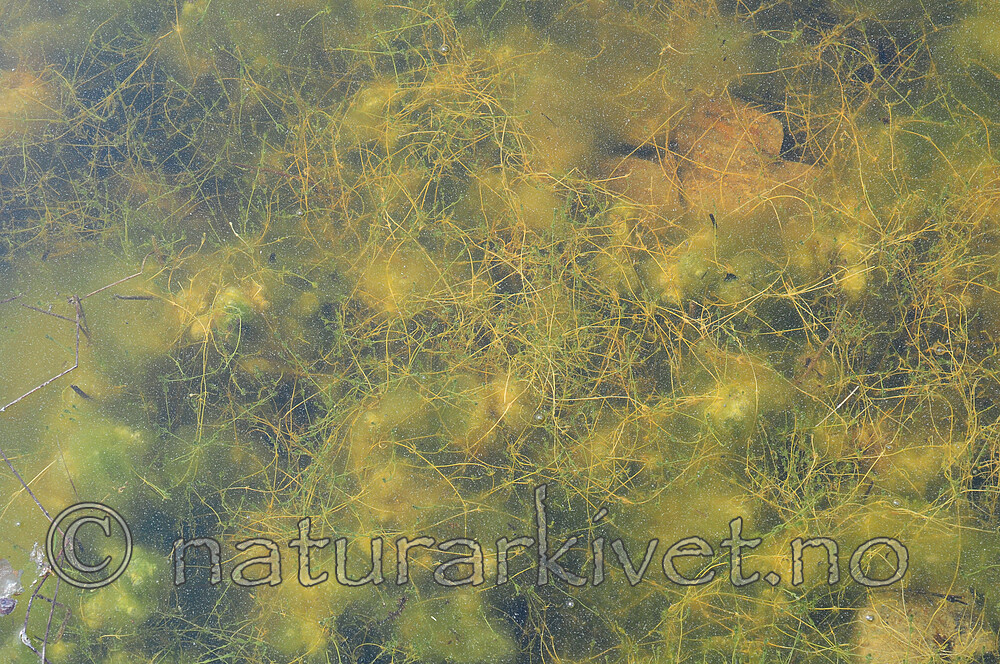 SIR_0691 / Chara aculeolata / Piggkrans