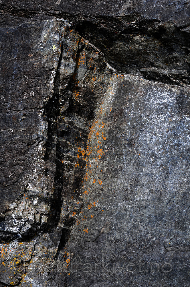 SIR_0696 / Leproplaca cirrochroa