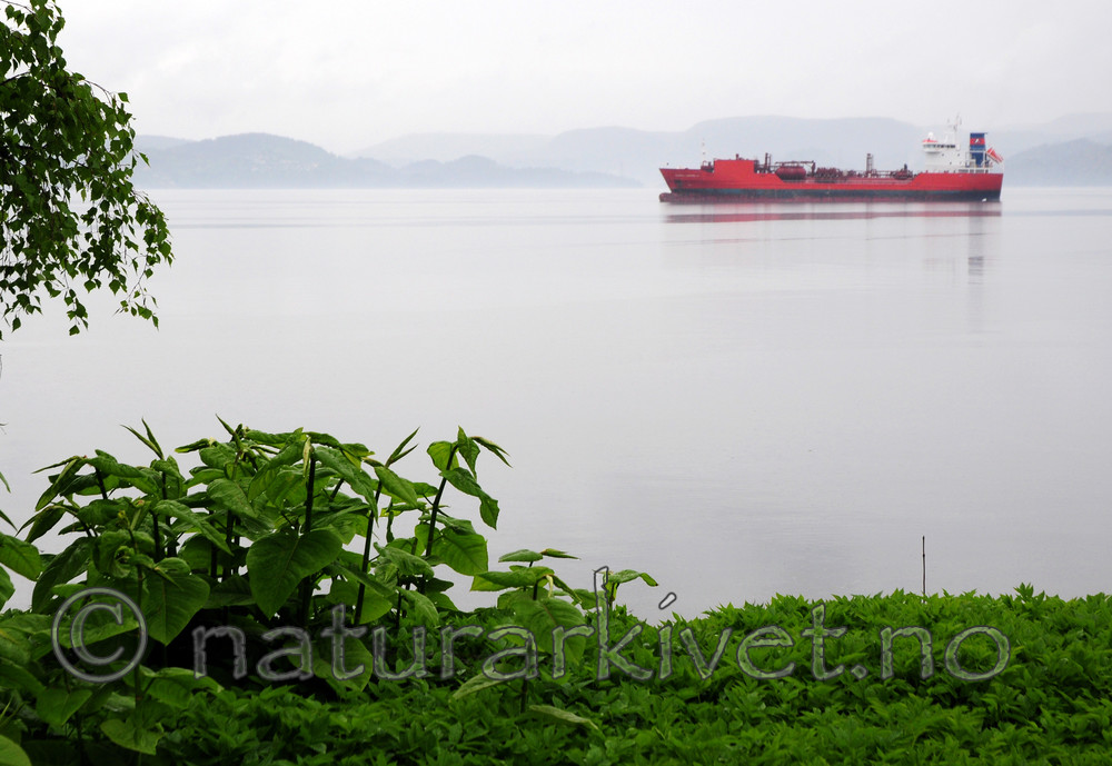 SIR_0733 / Reynoutria sachalinensis / Kjempeslirekne