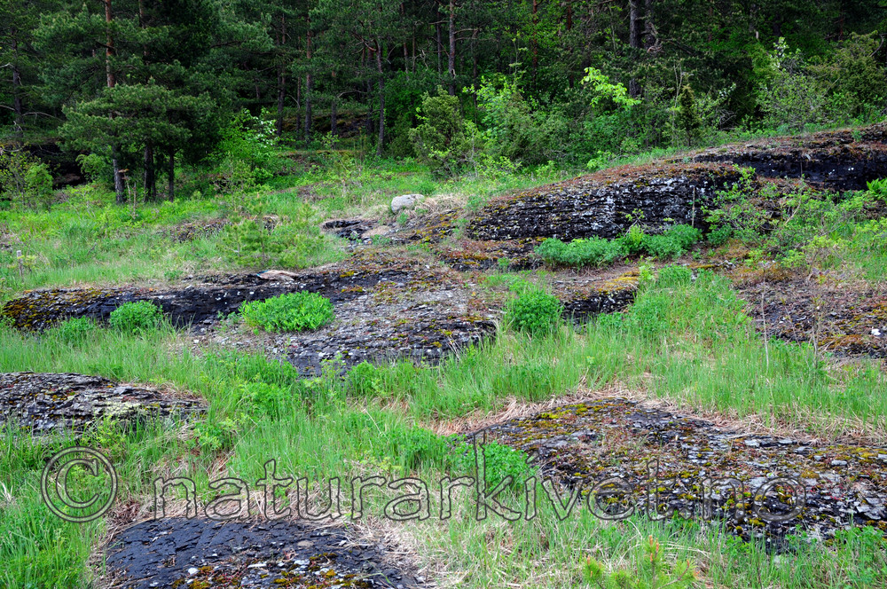 SIR_0782 / Carex hartmanii / Hartmansstarr