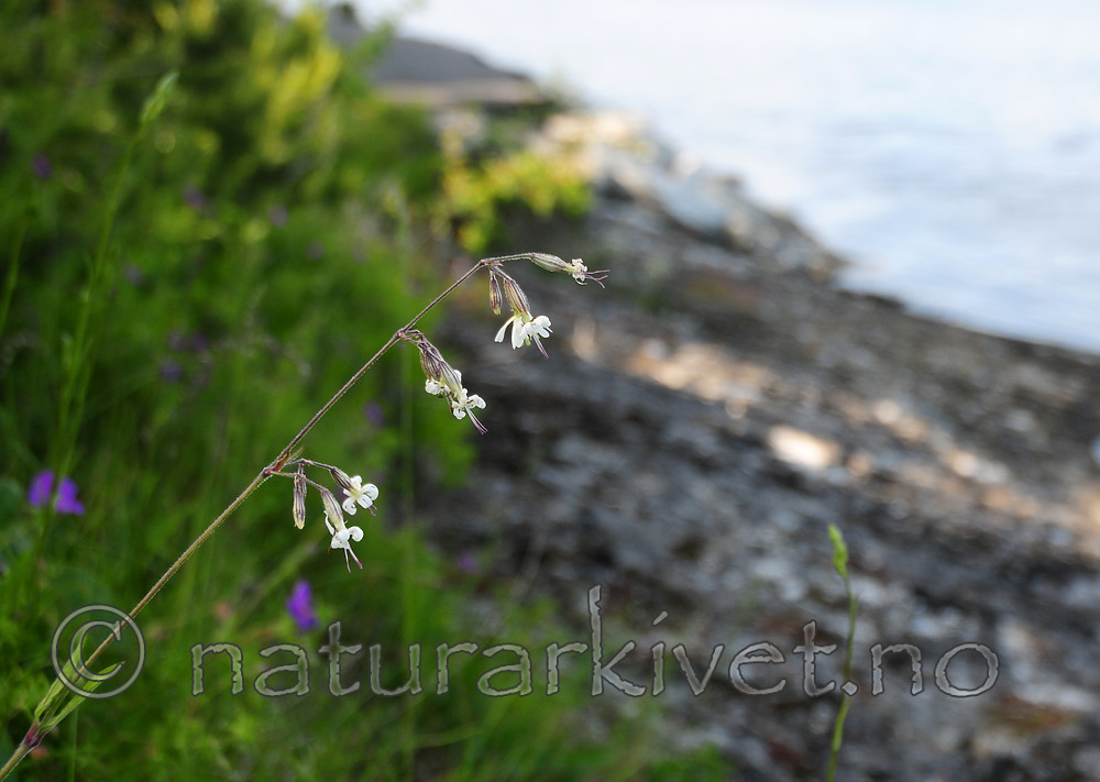 SIR_0863 / Silene nutans / Nikkesmelle