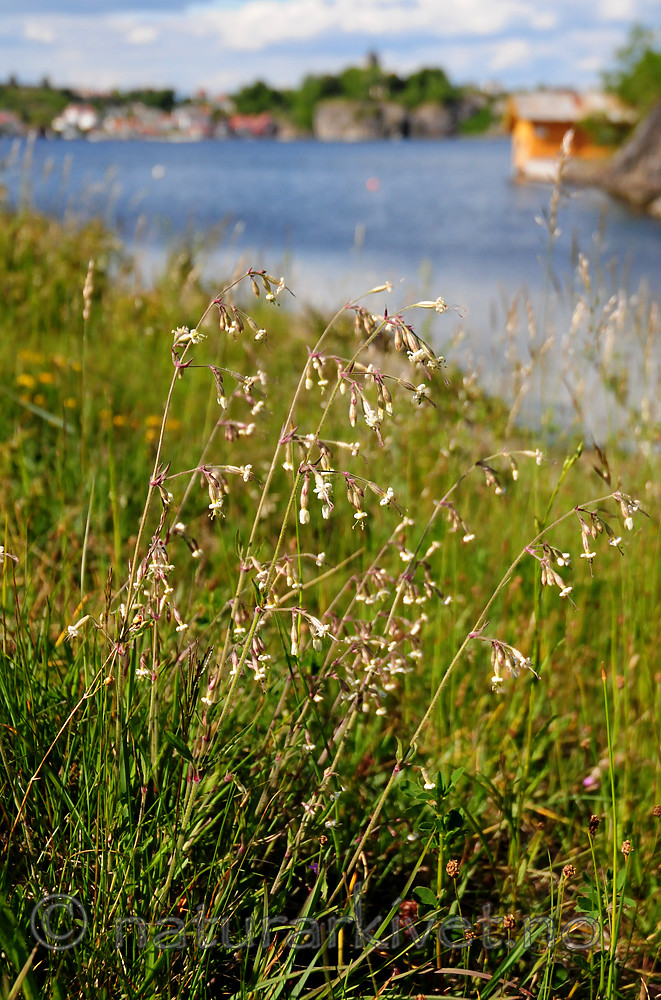 SIR_0943 / Silene nutans / Nikkesmelle